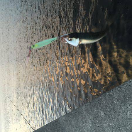 今年は少し時期が早いのか?