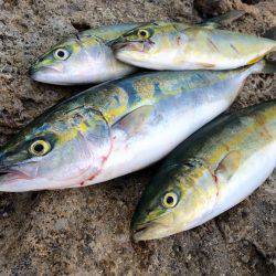 ツバス〜ハマチ爆釣デス