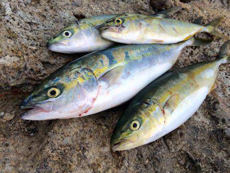 ツバス〜ハマチ爆釣デス