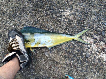 シイラ 8ヒット！