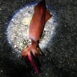 ケンサキ好調！