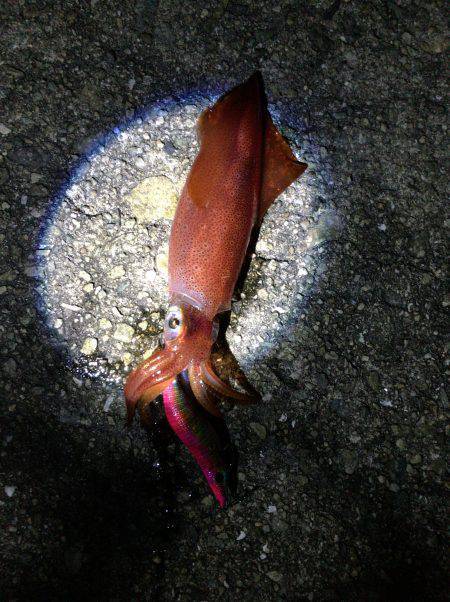 ケンサキ好調！