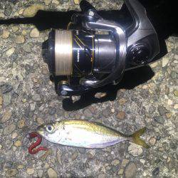 鱗付けアジング