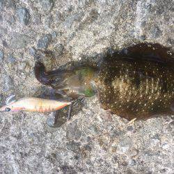 初アオリ調査！with GT