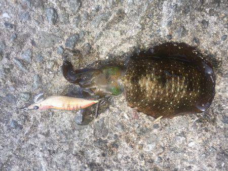 初アオリ調査！with GT