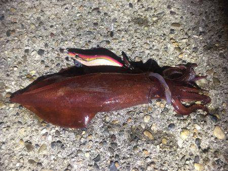 チョチョイと剣先。