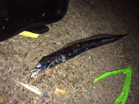 釣っても釣ってもマメ