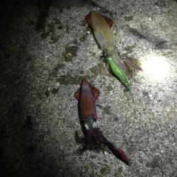 剣先イカ エギング