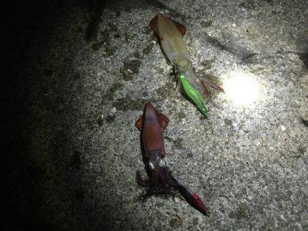 剣先イカ エギング