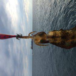 短時間新子調査と太刀魚