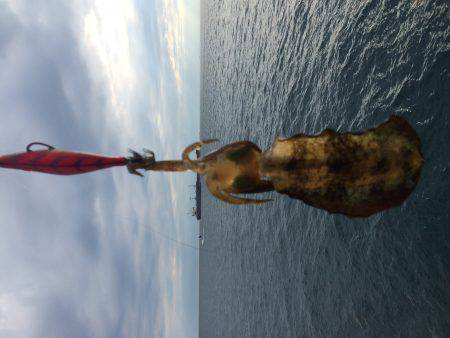 短時間新子調査と太刀魚