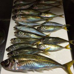 アジ釣り㉞