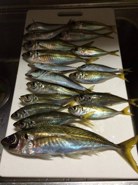 アジ釣り㉞