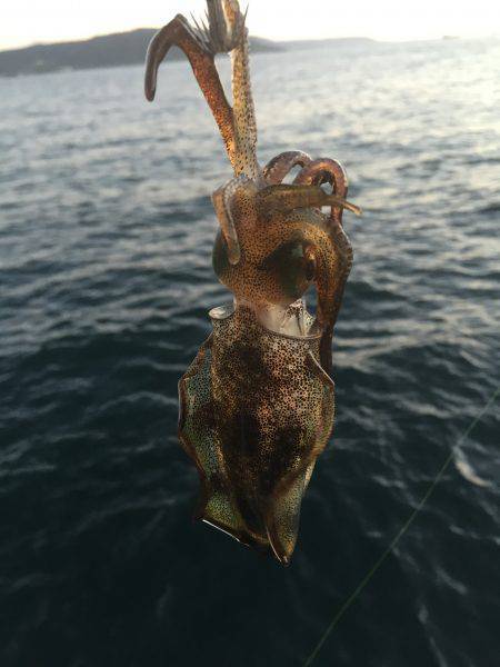 まったりエギング☆