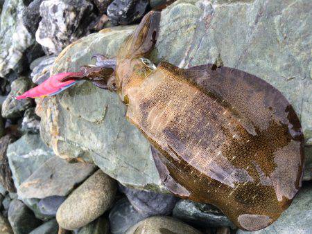 あちこちランガン‼︎