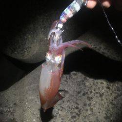 初物！ケンサキイカ！！