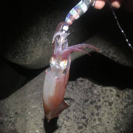 初物！ケンサキイカ！！