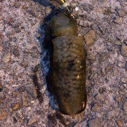 ライトエギング