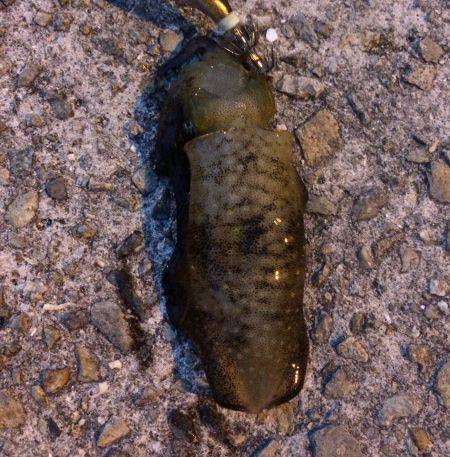 ライトエギング