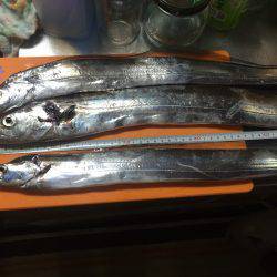 短時間釣行でタチウオ