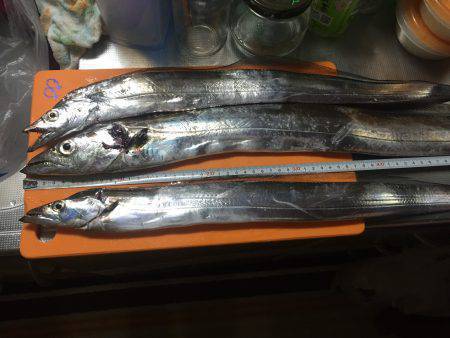 短時間釣行でタチウオ