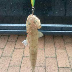 アジングのちライトショアジギング