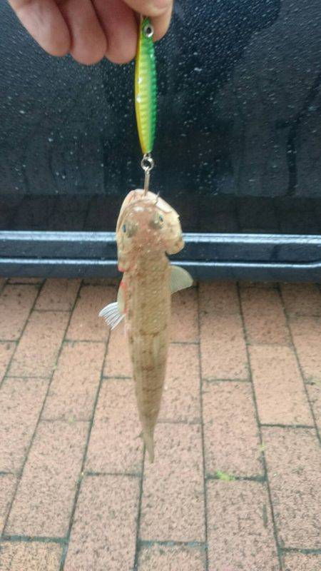 アジングのちライトショアジギング