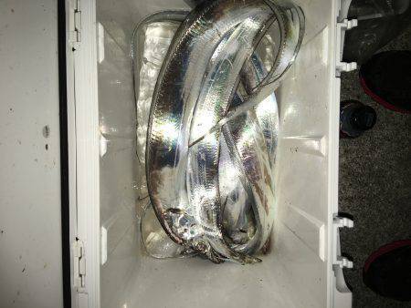 夕まづめサーベリング