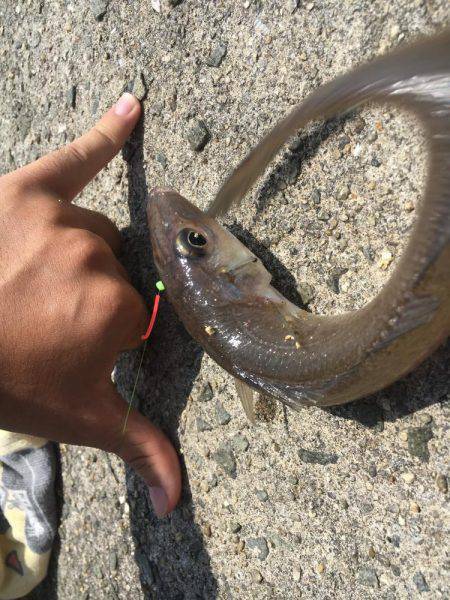 渋い…だが！？