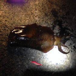 アオリイカ、キター！