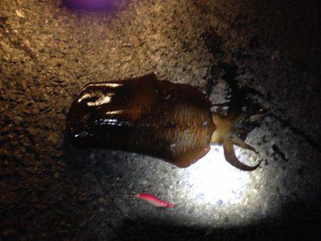 アオリイカ、キター！