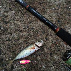 竹野新波止でライトジギング