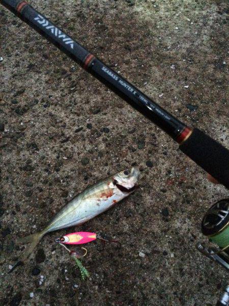 竹野新波止でライトジギング