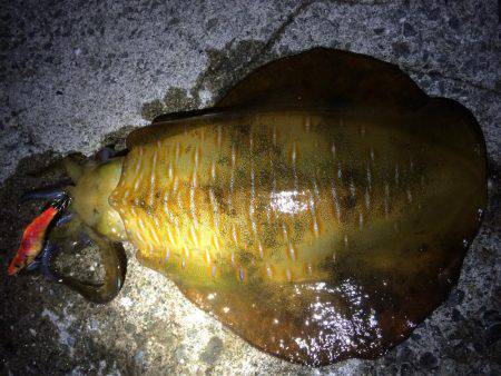 1投目で親イカGET（笑）