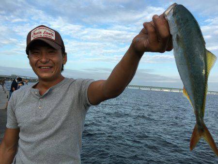 ツバス、アジ、好調