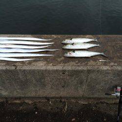 タチウオ、サゴシ