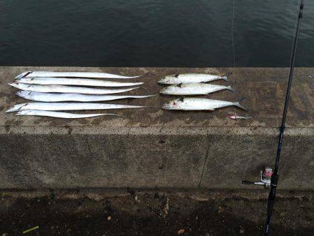 タチウオ、サゴシ