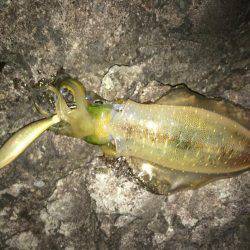 ケンサキ アオリイカ