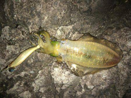 ケンサキ アオリイカ