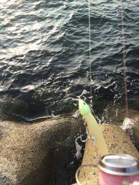 タチウオワインド