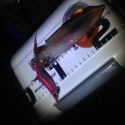 リベンジエギング