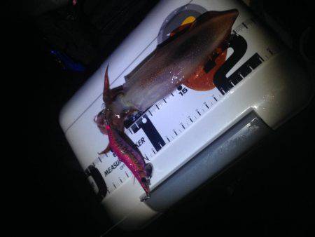 リベンジエギング