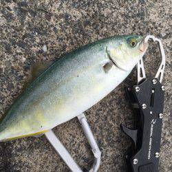 五目フィッシング