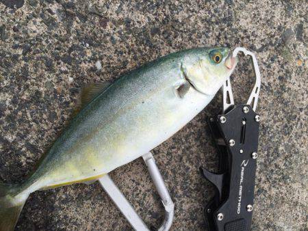 五目フィッシング