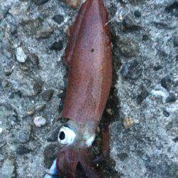 ケンサキイカ調査３回目