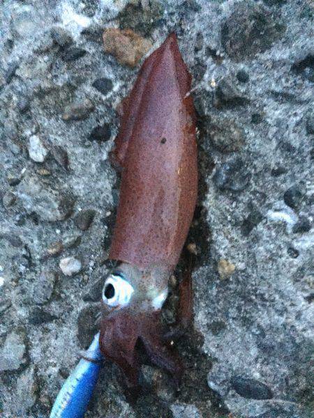 ケンサキイカ調査３回目