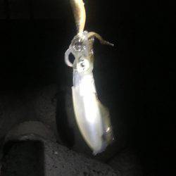 アオリイカ現る‼︎