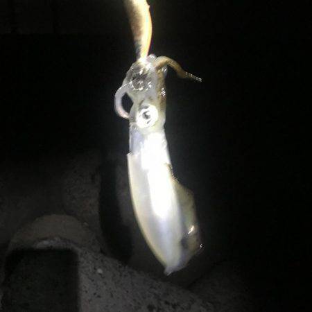 アオリイカ現る‼︎