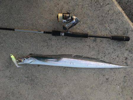 サゴシ不発、   タチウオ当たり