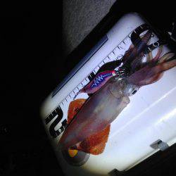 連夜エギング釣行